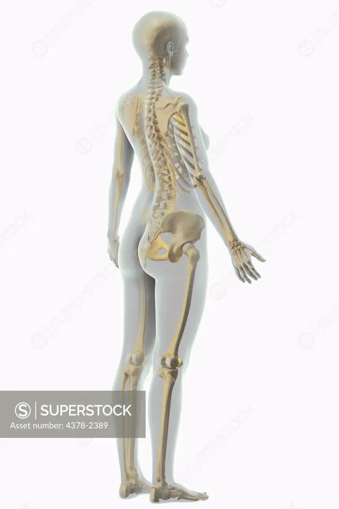 A stylized female figure with a wire frame appearance with the bones of the skeletal system visible.