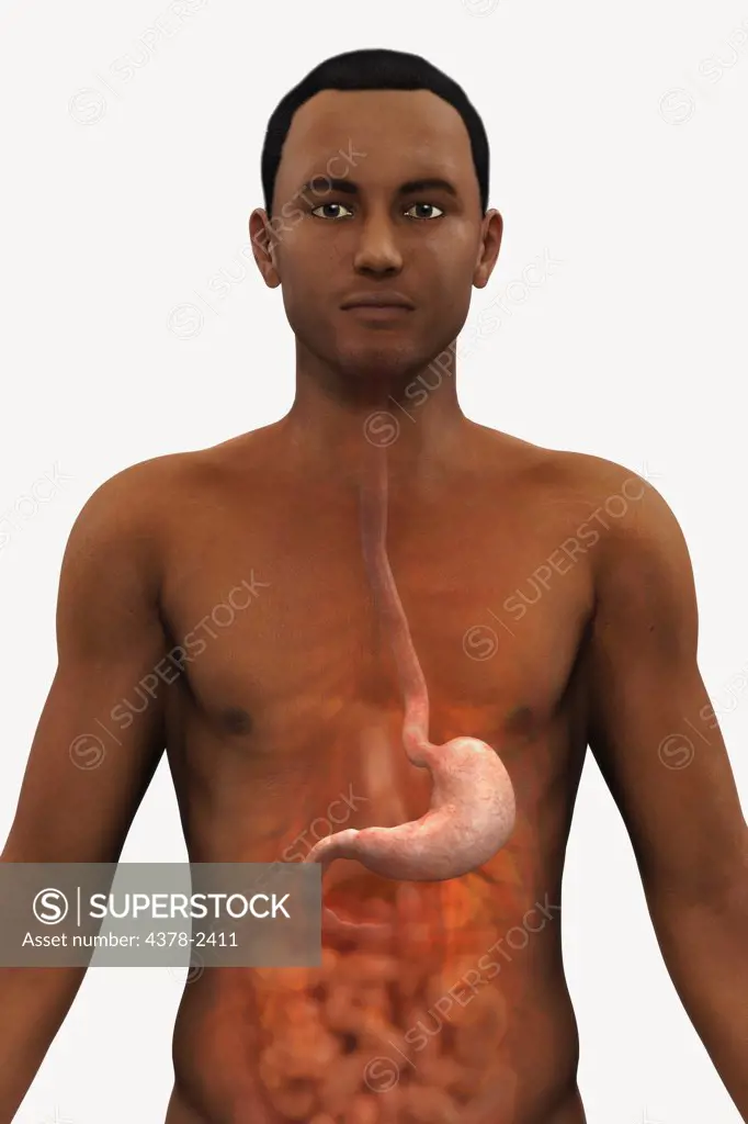 A front view of a male figure of African ethnicity showing the anatomy of the digestive system. The stomach is highlighted.