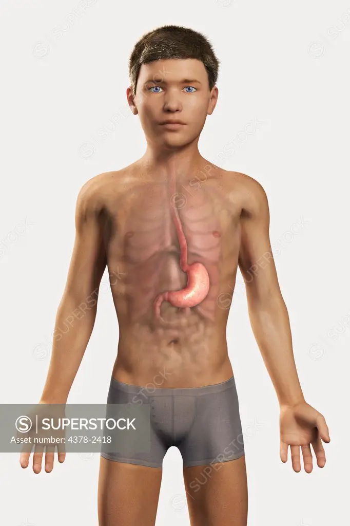 Digital illustration of a pre-adolescent male child with the organs of the digestive system visible within the abdomen. The stomach has been highlighted.