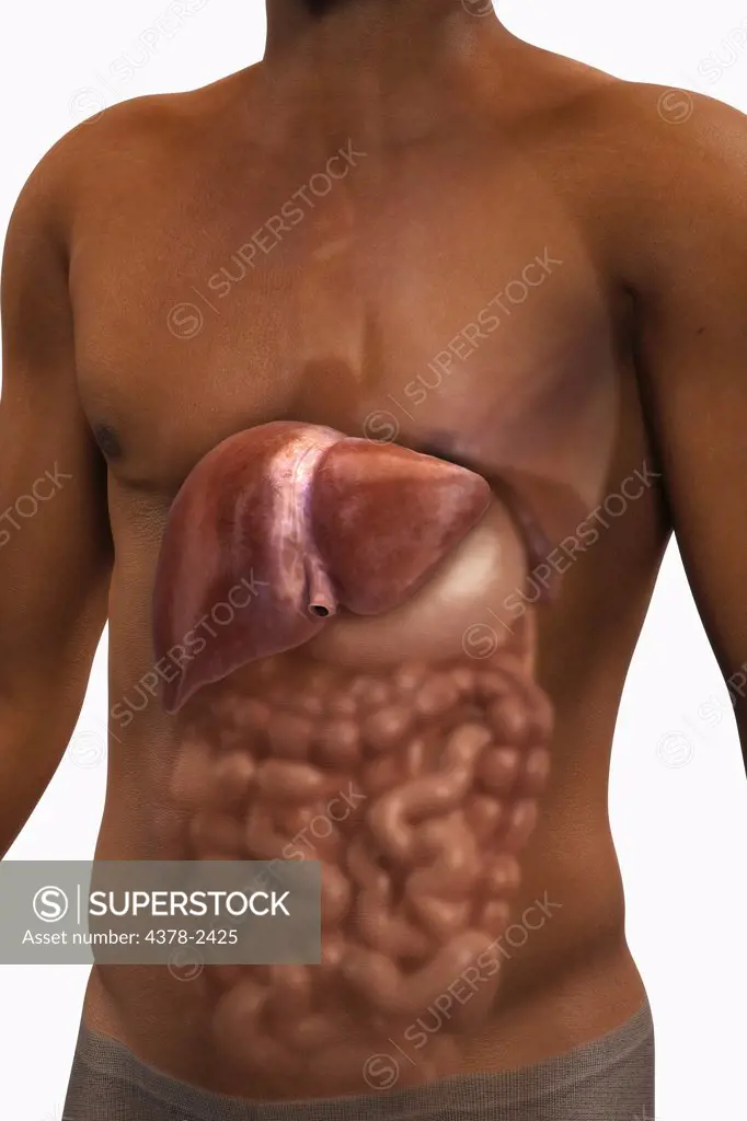 A view of a male torso of African ethnicity with the liver and the other organs of the digestive system present within the abdomen.