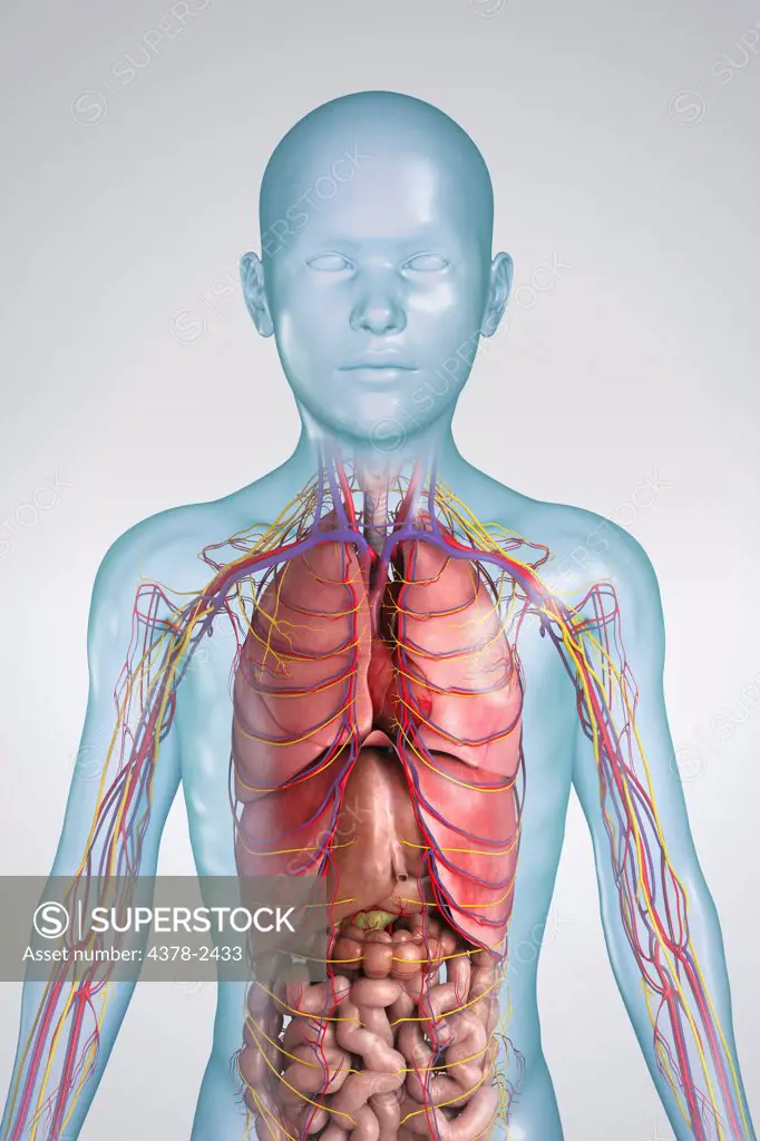 Digital illustration of a pre-adolescent male child showing the structure of the  internal organs.