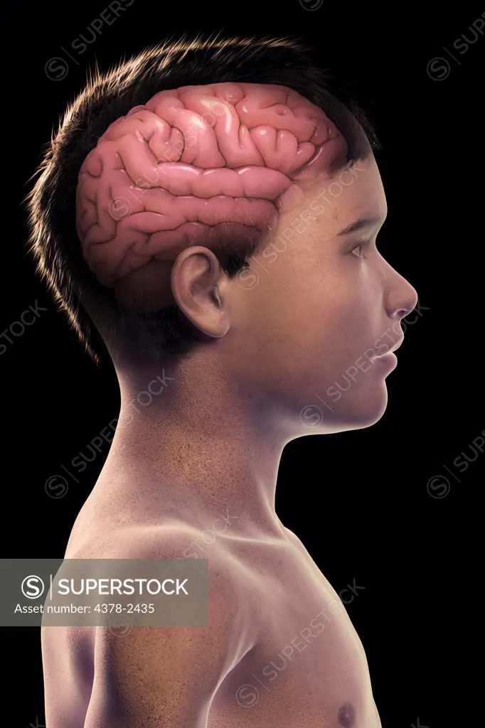 Anatomical model of a child showing the human brain.