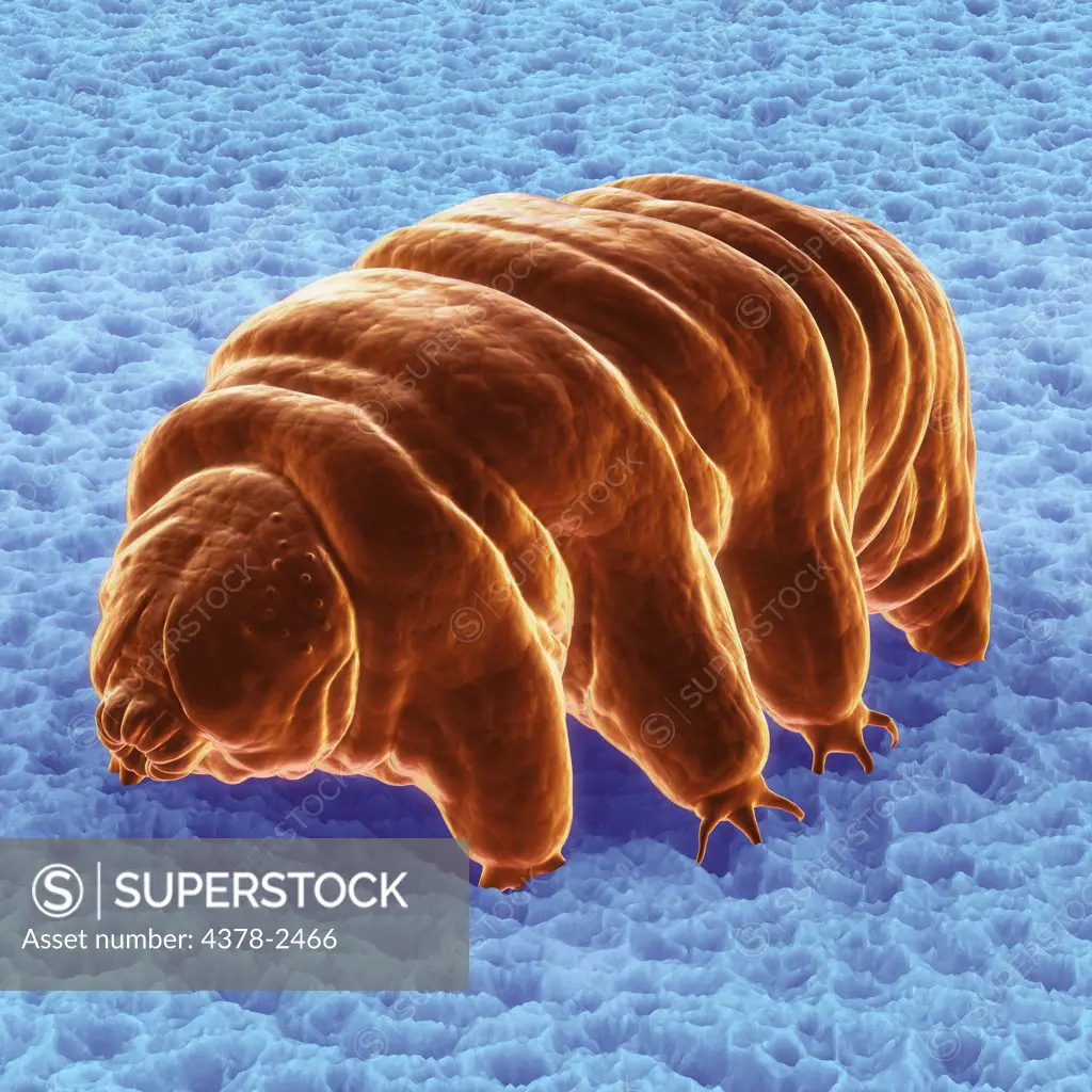 Diagram of a Water Bear (Tardigardes) which is a polyextremophile.