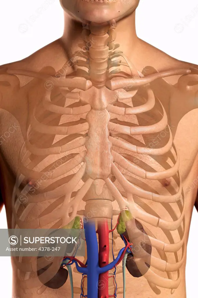 Front view of the upper body showing the renal system and it's blood supply.