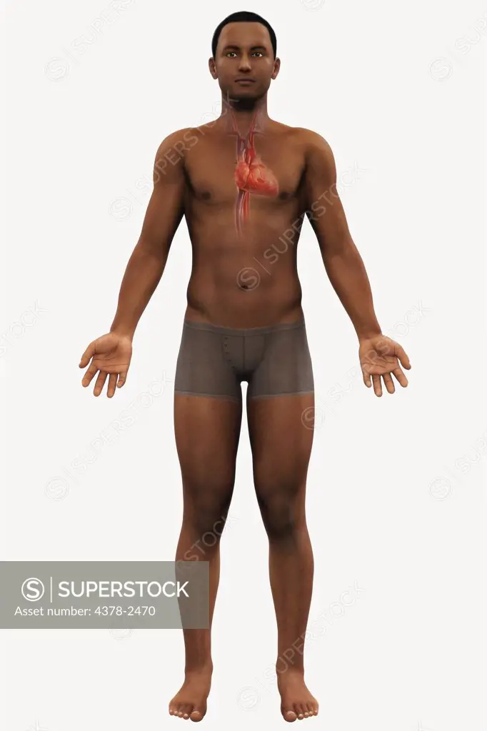 Full body view of a male figure of African ethnicity with the heart and major vessels within the chest.