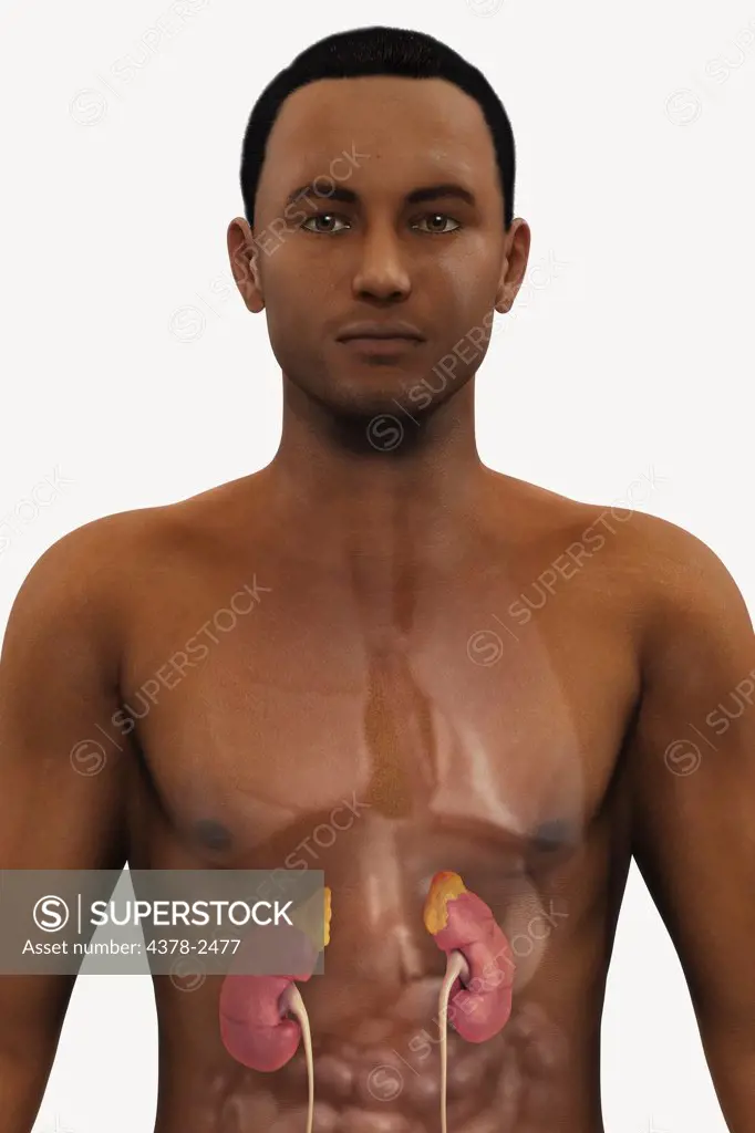 Front view of a male figure of African ethnicity with the kidneys and adrenal glands within the abdomen.