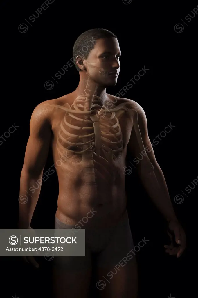 Anatomical model showing the rib cage and upper bones of the human skeleton.