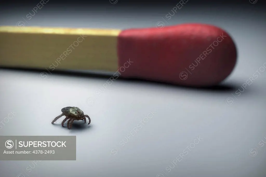 Tick crawls alongside a matchstick showing a scale comparison.