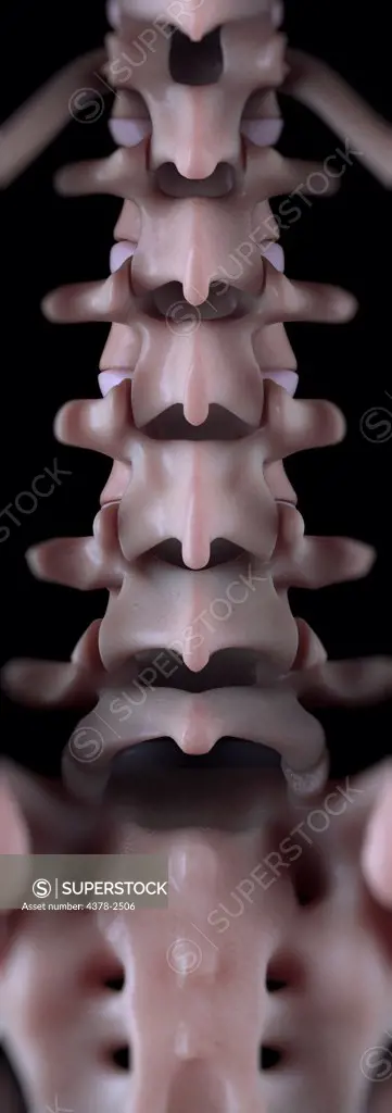 Anatomical model showing the lumbar vertebrae.