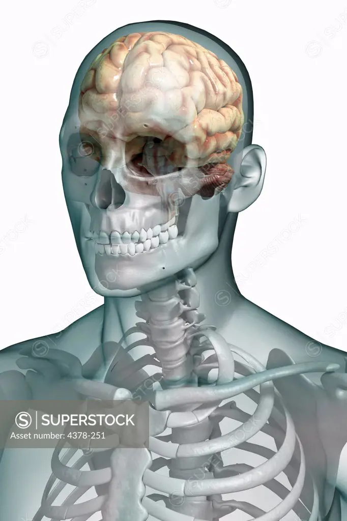 Stylized front three-quarter view of the bones of the head and neck. The brain is also visible within the head.