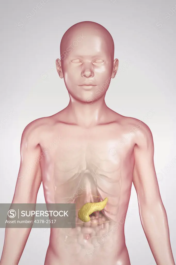 Anatomical model of a child showing the pancreas.