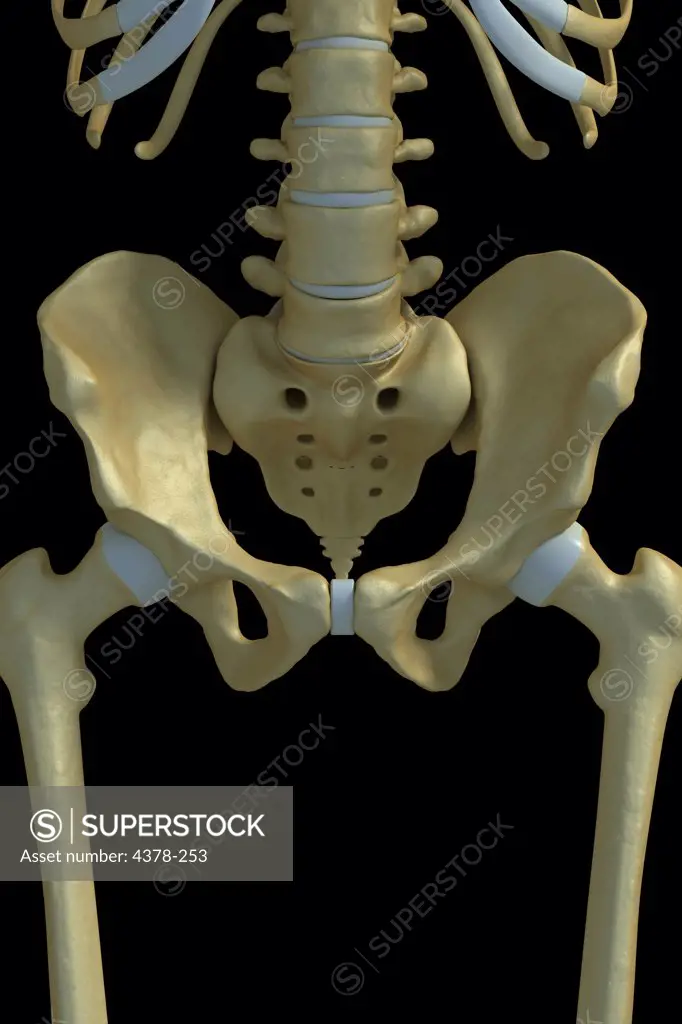 The bones of the pelvis including the sacrum and pelvic girdles.
