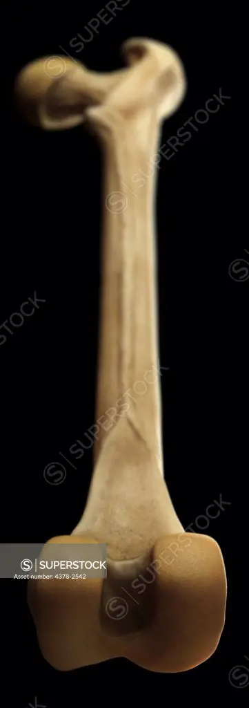 Model of the right femur bone.