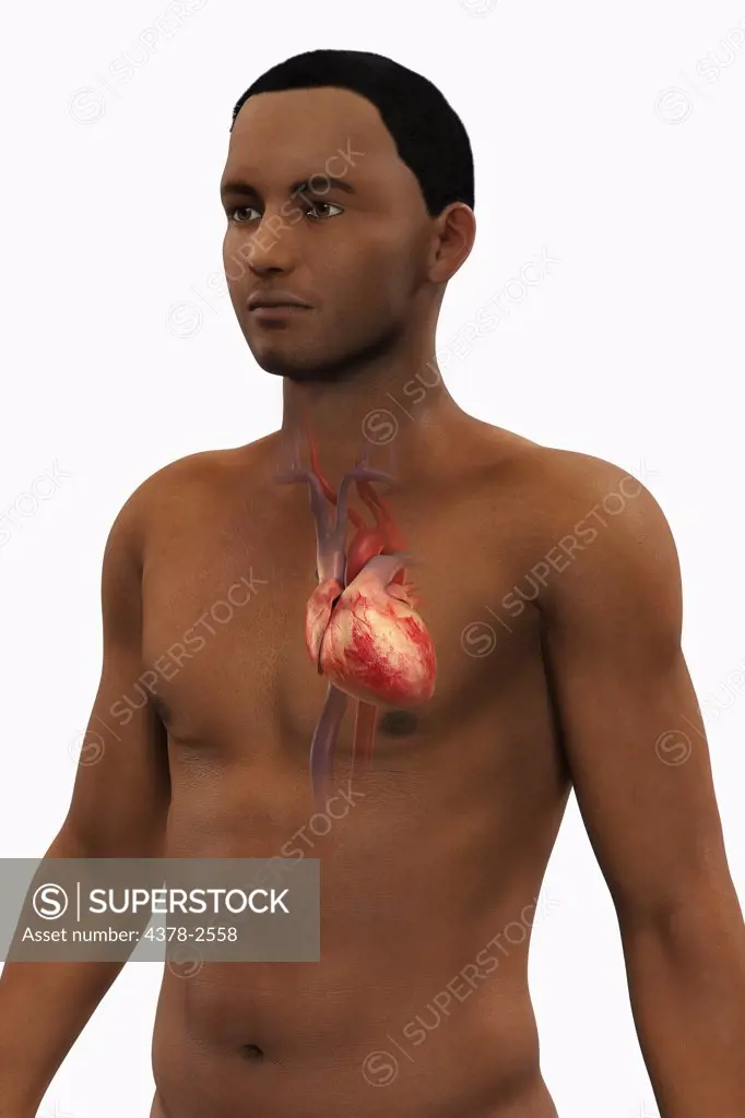 Front view of a male figure of African ethnicity with the heart and major vessels within the chest.