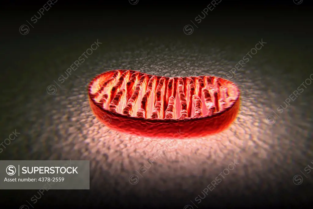 Cross section of a mitochondrion.