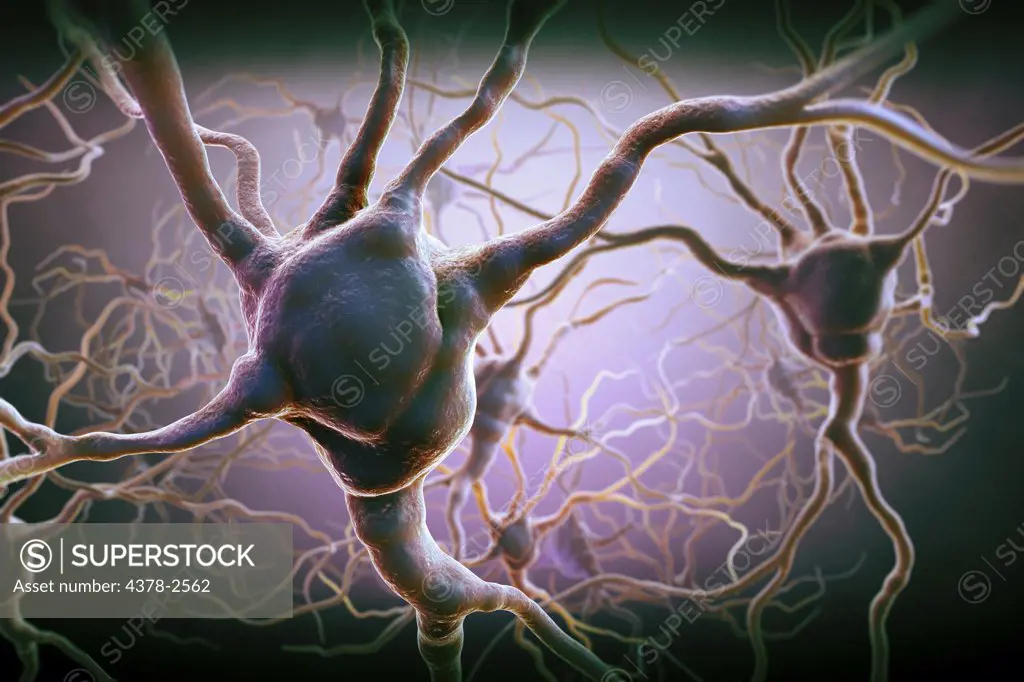 Neurons and extensions connecting to other neurons.