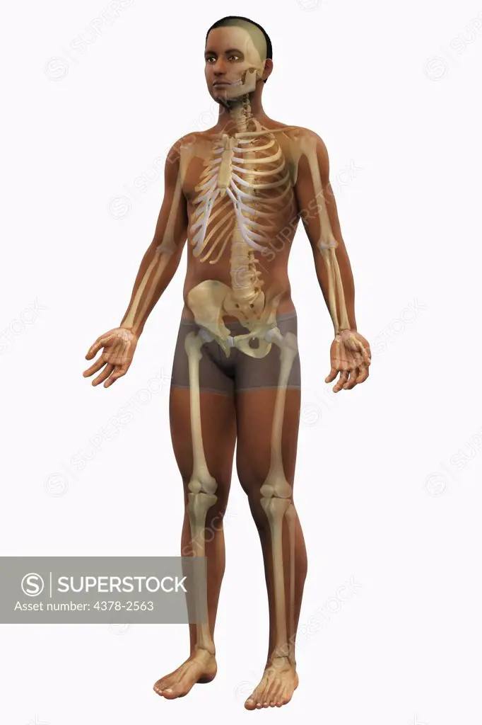 A full body view of a male figure of African ethnicity showing the anatomy of the skeletal system.