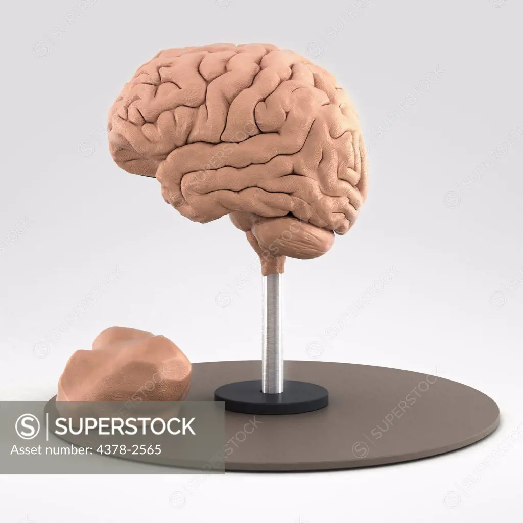 Clay model showing the anatomical structure of a brain.
