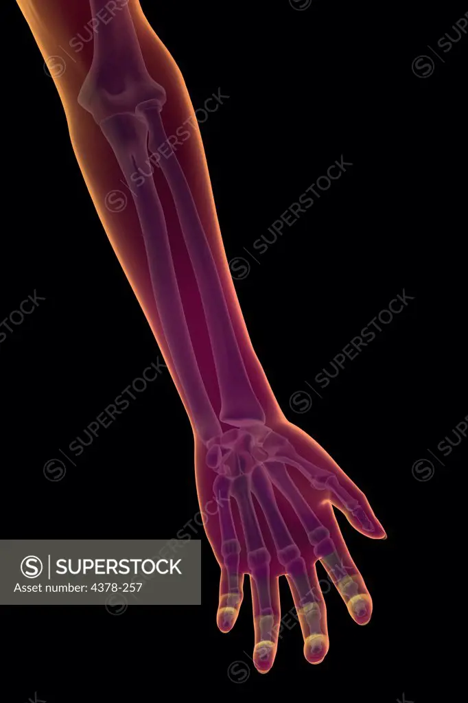 Stylized front view of the bones of the left forearm.