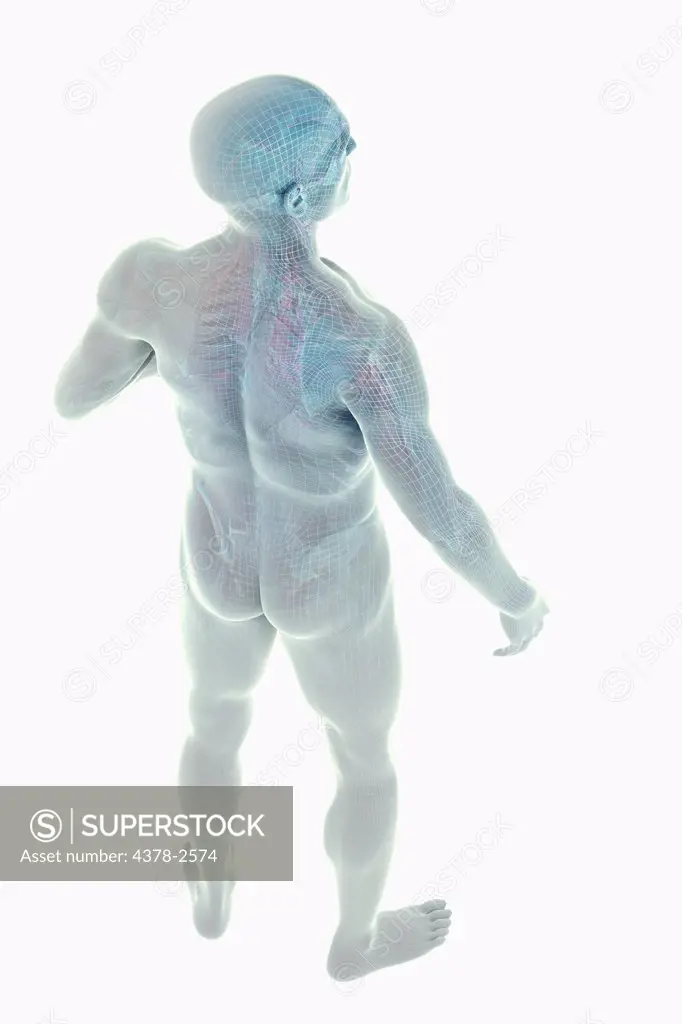 Model showing the anatomy of the entire human body.