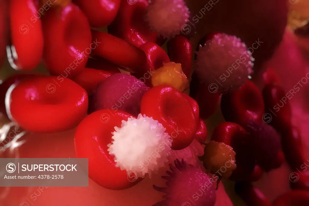 Group of red and white blood cells circulating in the bloodstream.