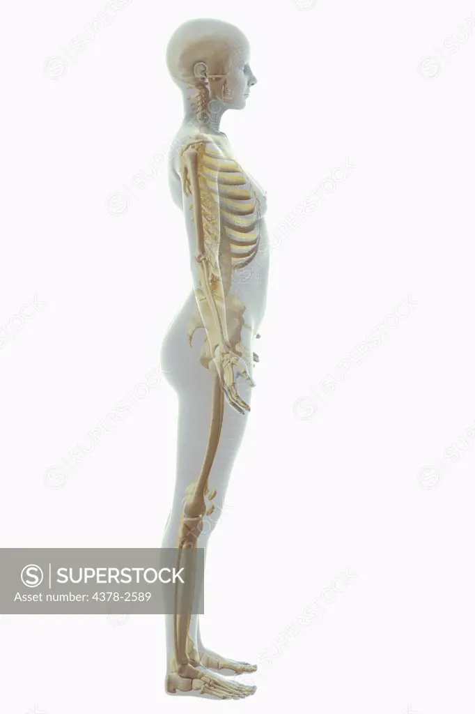A stylized female figure viewed front the side with a wire frame appearance with the bones of the skeletal system visible.
