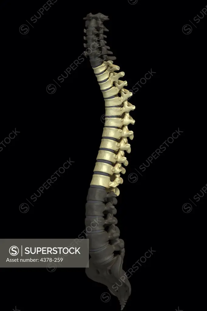 Three-quarter view of the human spinal column or spine. The thoracic vertebrae are highlighted.