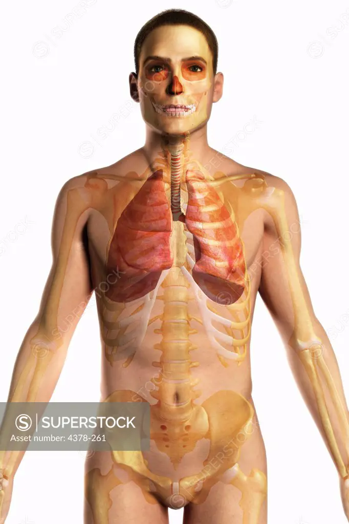 The upper body showing the skeleton and respiratory system.