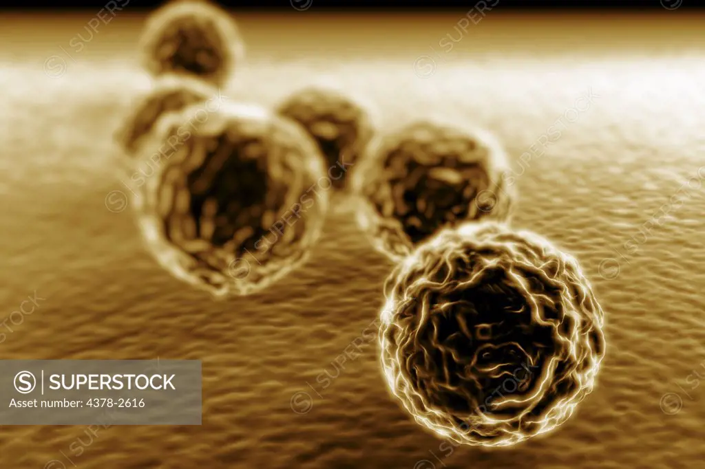 Group of chlamydia bacteria.