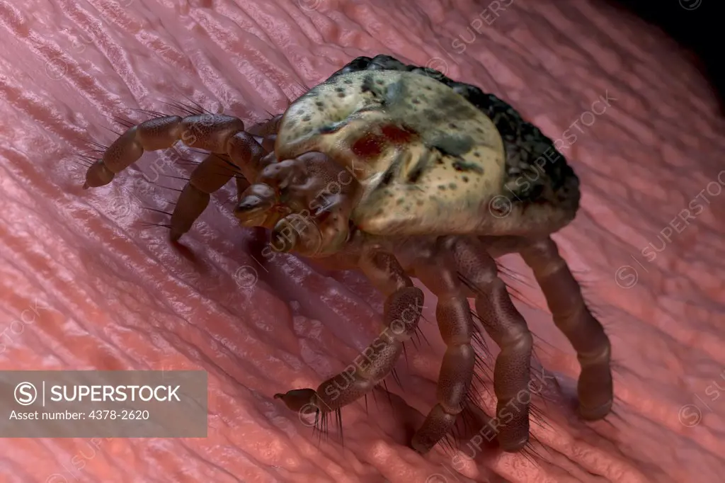 Tick (Ixodes) crawling along a wrinkled surface.