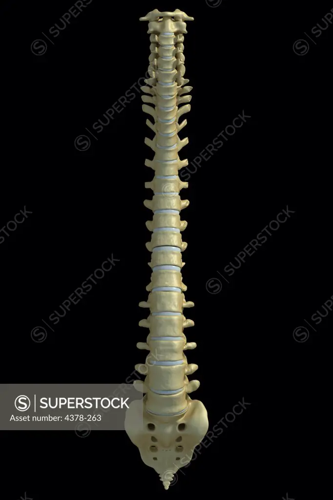 Front view of the human spinal column or spine.