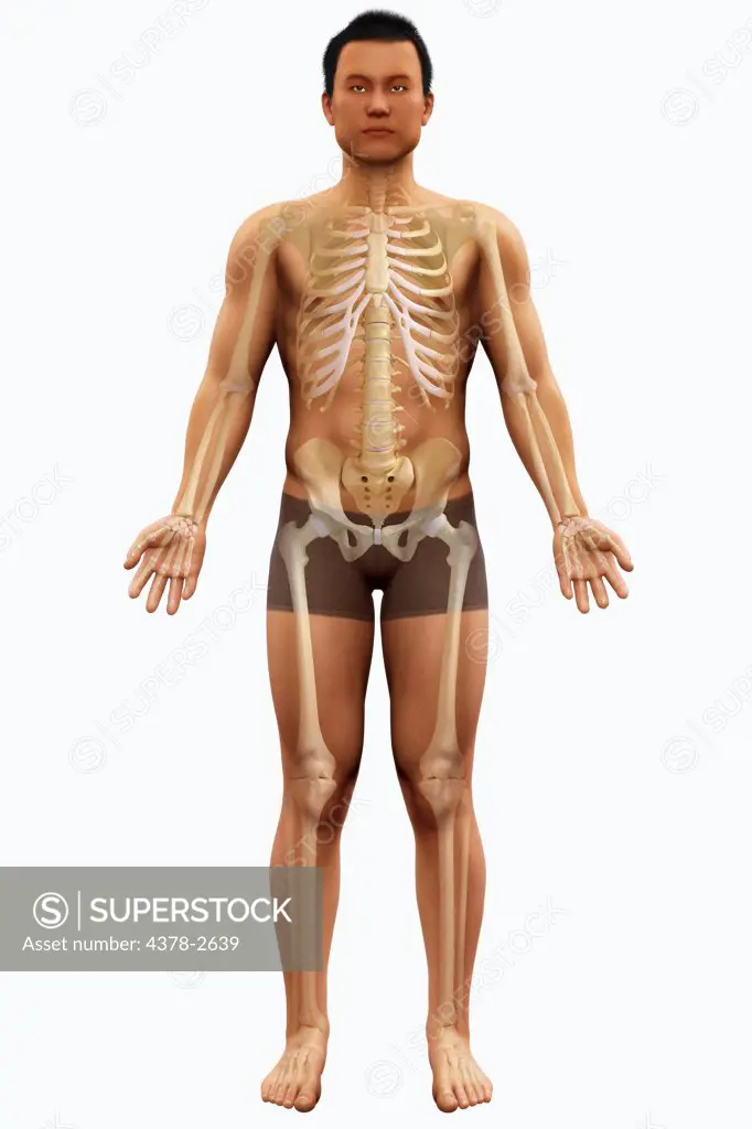 Anatomical model showing the skeletal system.
