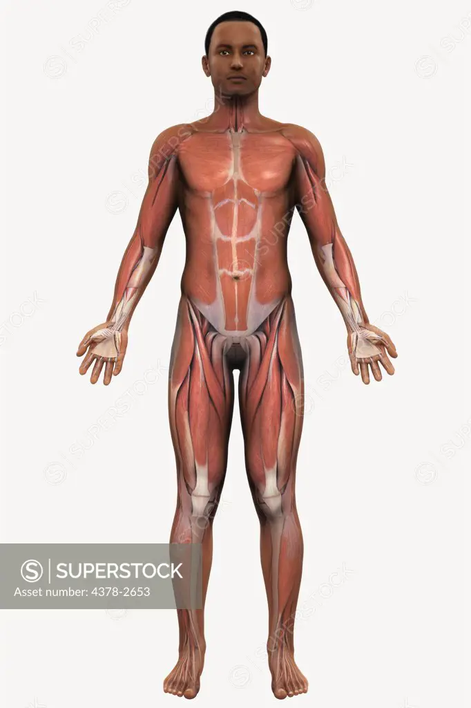 A view of a male figure of African ethnicity showing the anatomy of the muscle system.