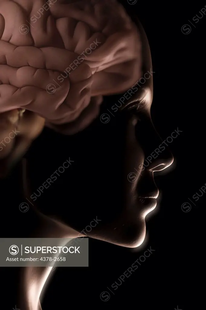 Female model showing the anatomical structure of the human brain.