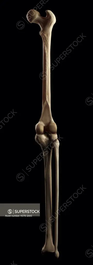 Bones and joint that form the skeletal structure of the human leg