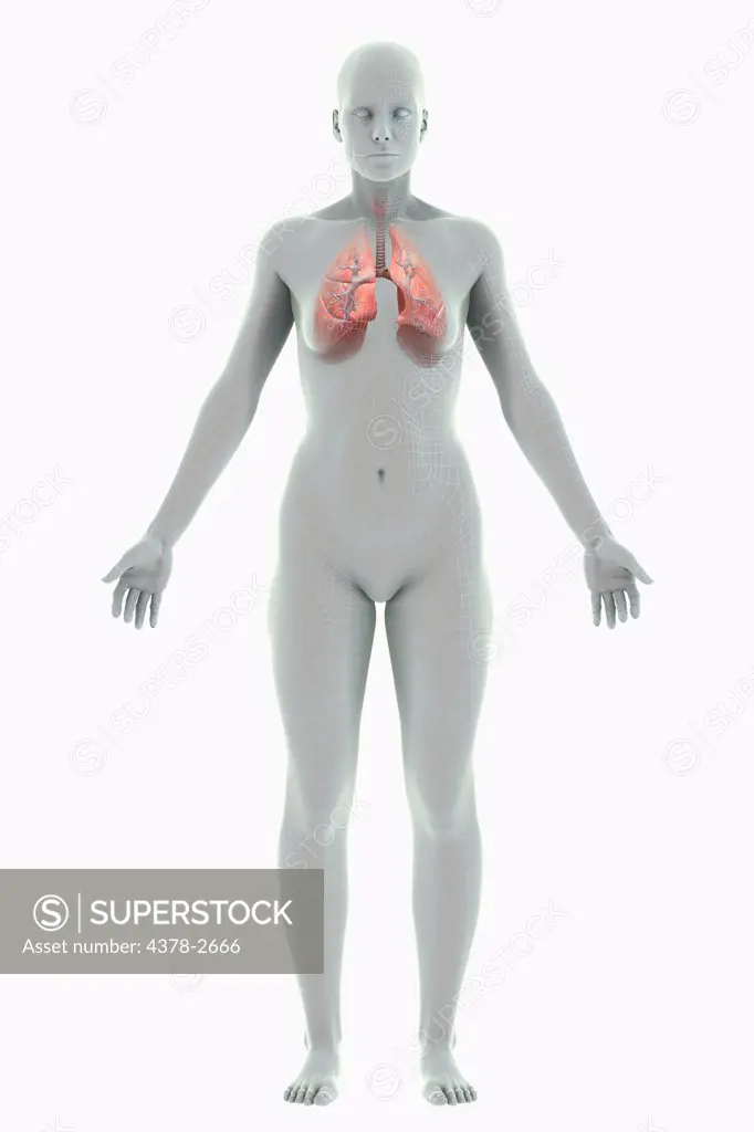 A stylized female figure with a wire frame appearance with the organs of the respiratory system visible.