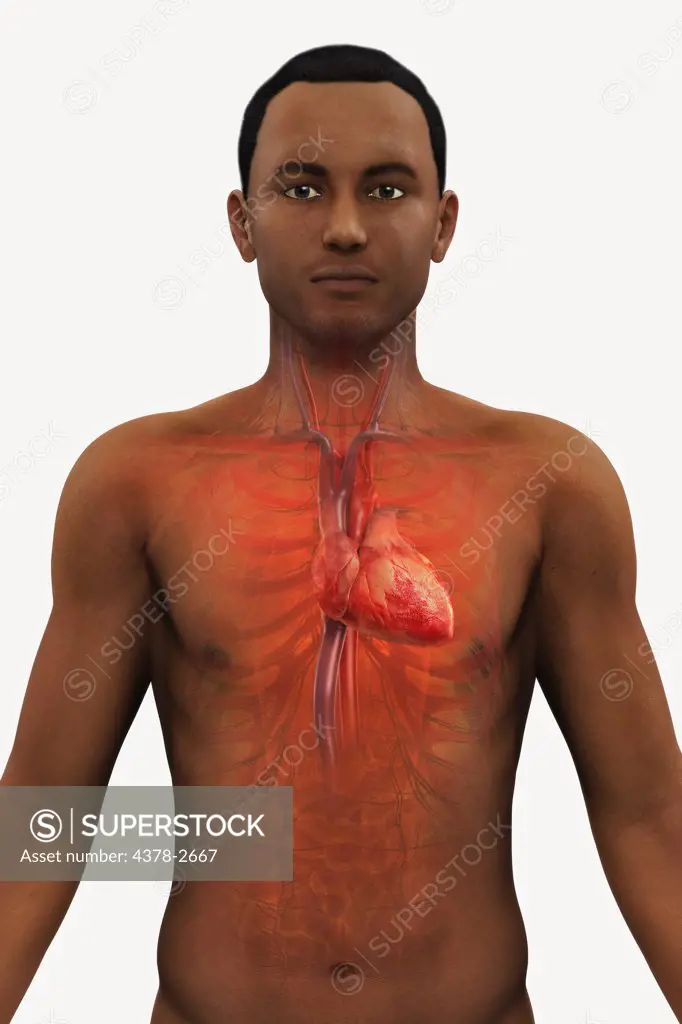 Front view of a male figure of African ethnicity with the heart and major vessels within the chest.