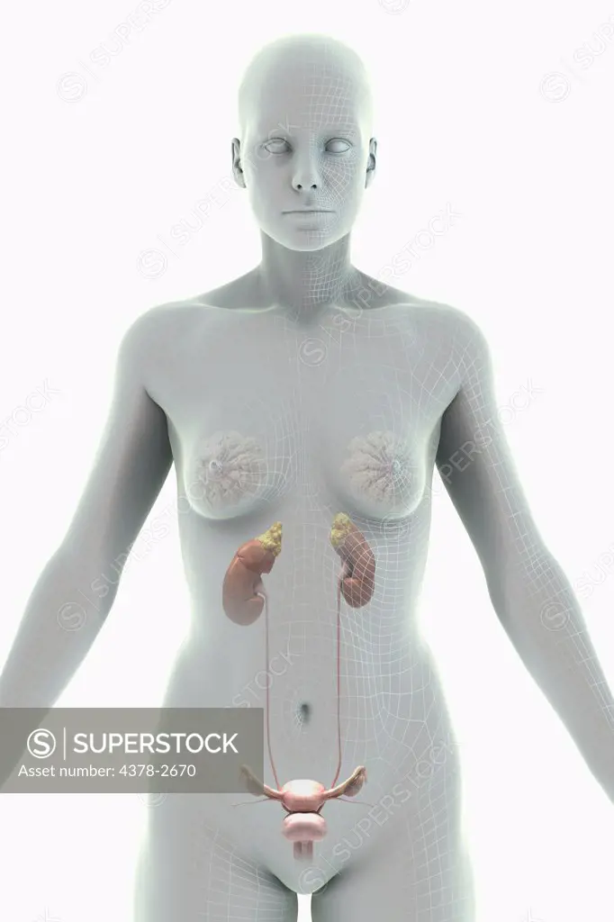 A stylized female figure with a wire frame appearance with the organs of the urinary system visible.