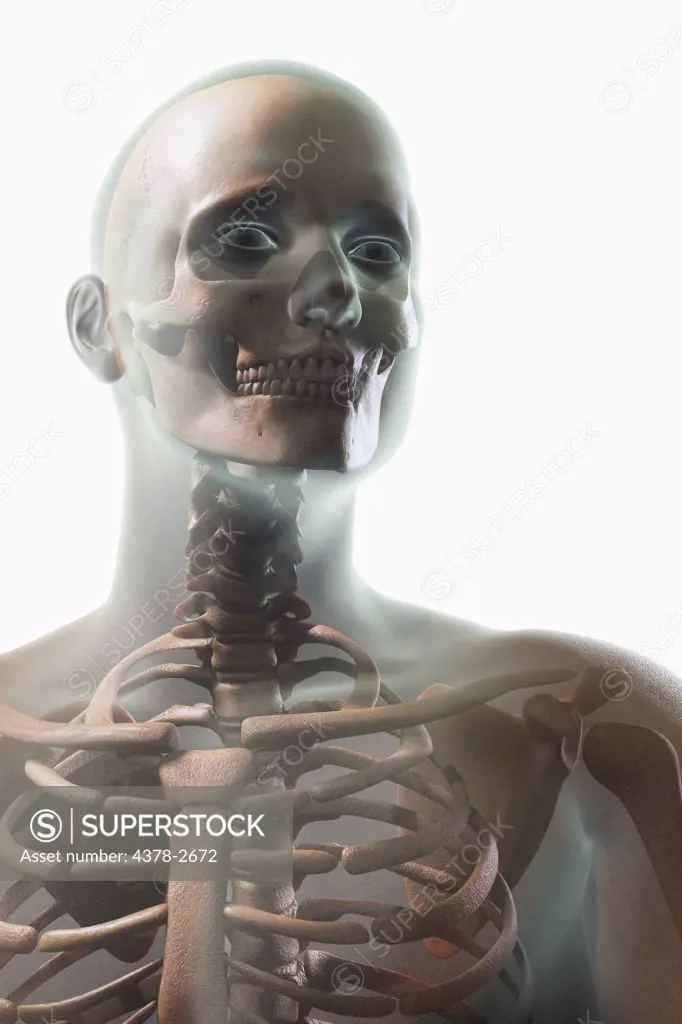 Anatomical model showing the upper bones which form the human skeleton.