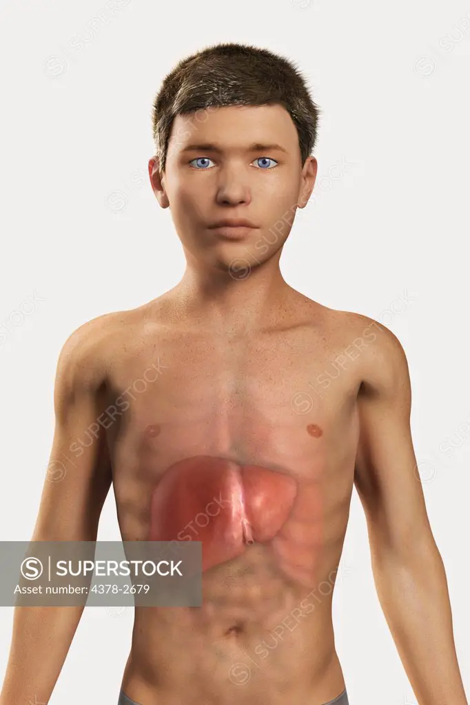 Digital illustration of a pre-adolescent male child with the organs of the digestive system visible within the abdomen. The liver has been highlighted.