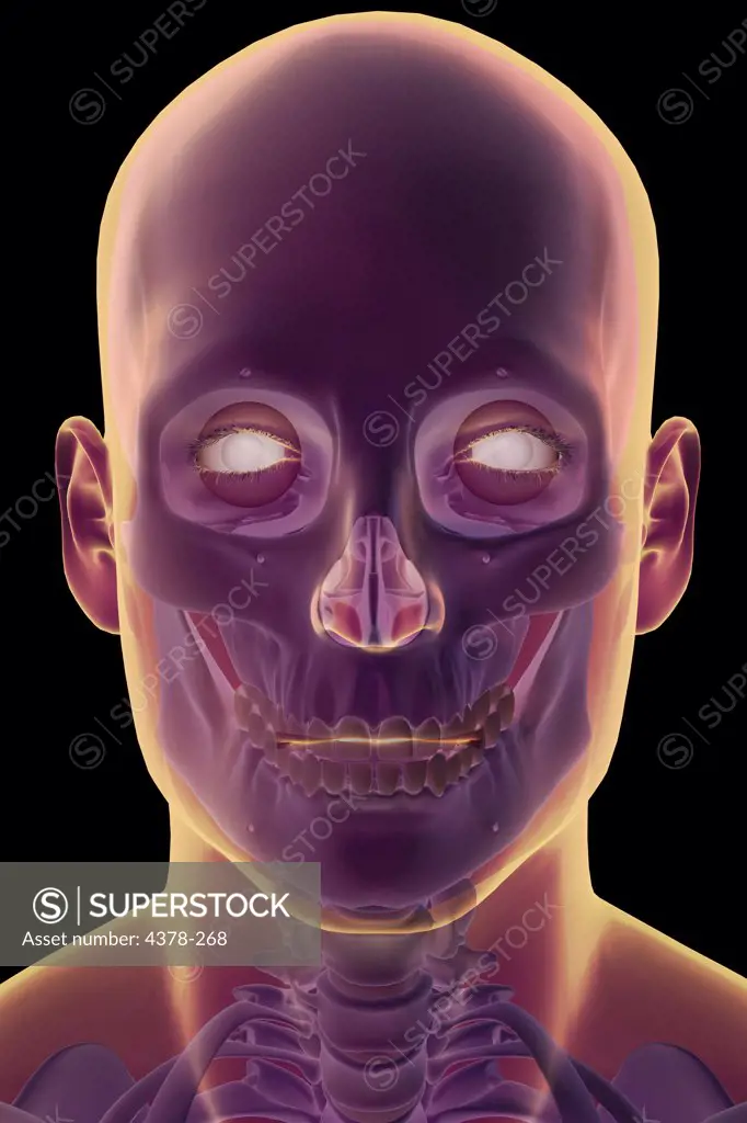 Close-up view of stylized bones within a face.