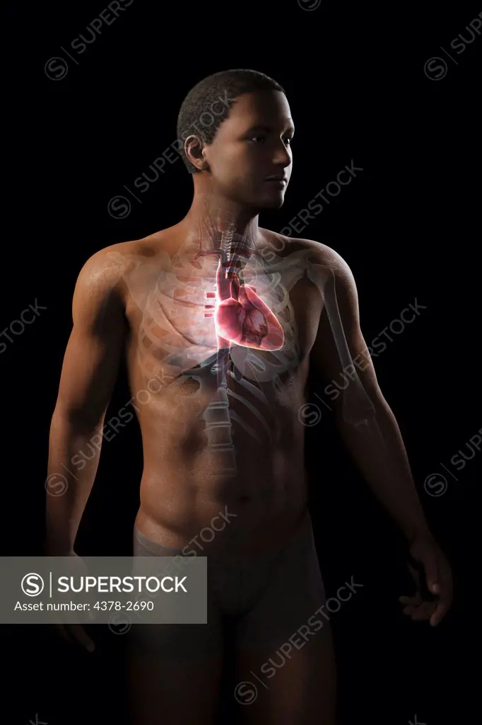 Anatomical model showing the position of the human heart within the chest.