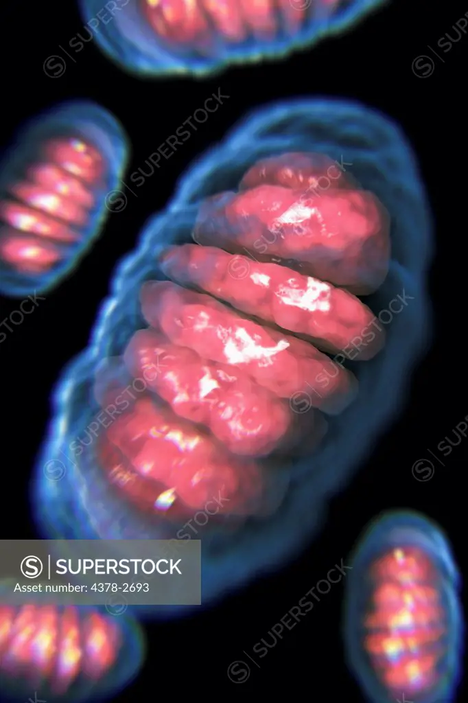 Interior view of a cell showing a mitochondrion.