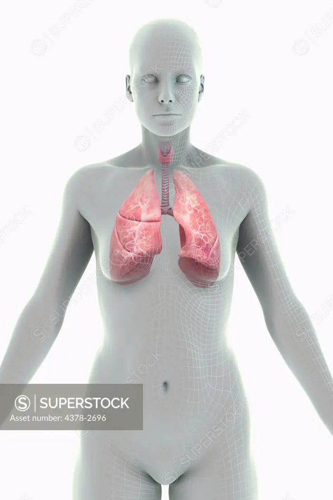 A stylized female figure with a wire frame appearance with the organs of the respiratory system visible.