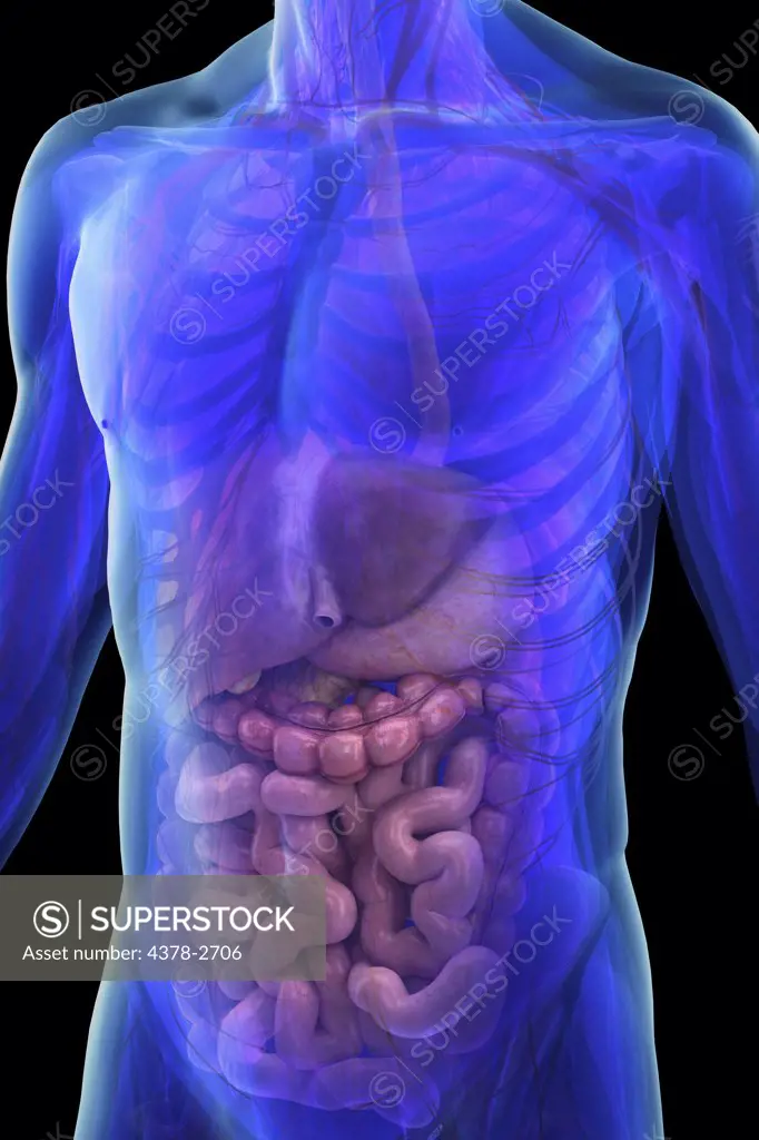 A stylized view of a male torso with the organs of the digestive system present within the abdomen.