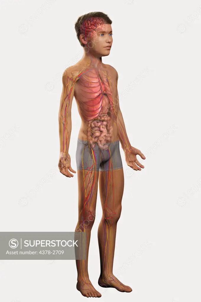 Digital illustration of a pre-adolescent male child with the internal anatomy visible.