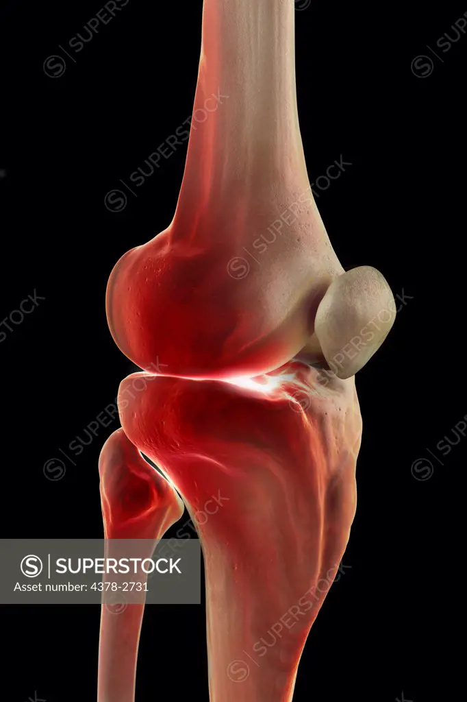 Model showing the human knee joint and its connecting bones.