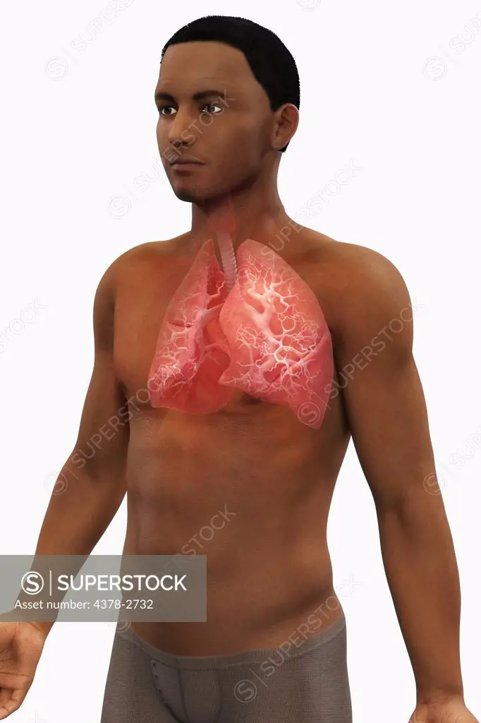 A view of a male figure of African ethnicity showing the anatomy of the respiratory system.