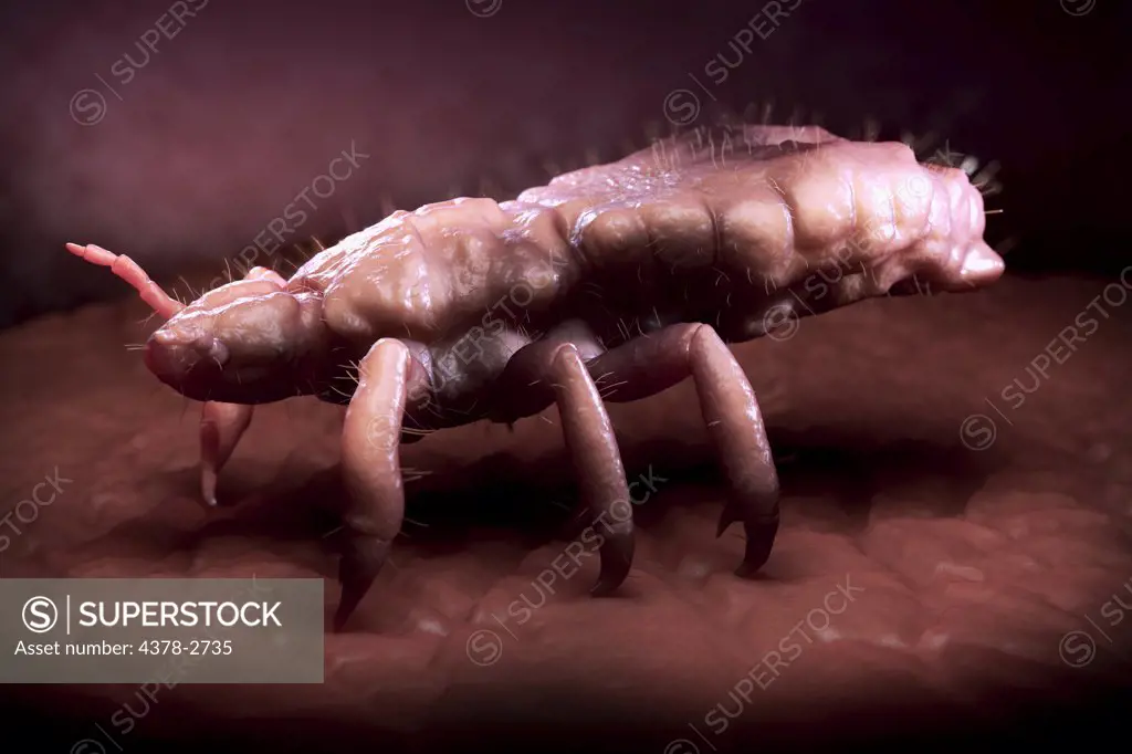 A close up view of a single head louse.