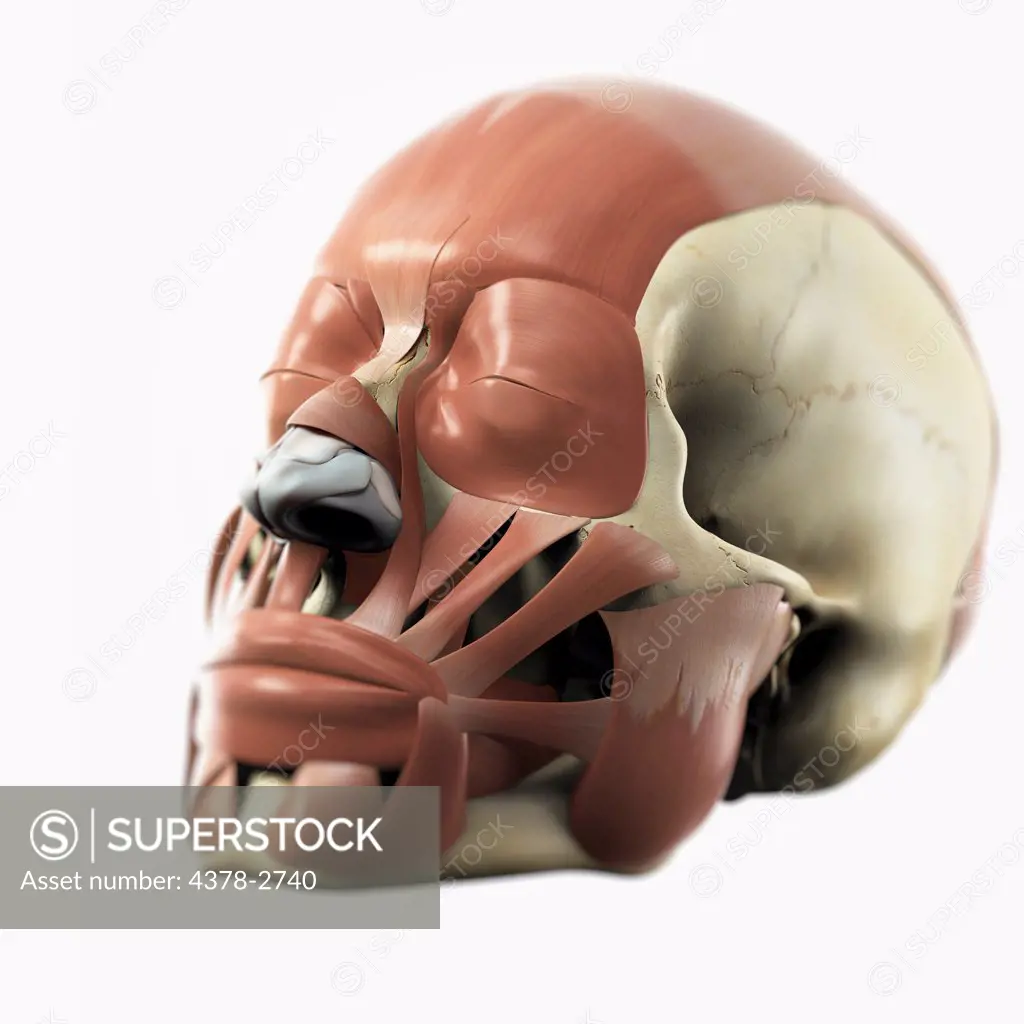 Anatomical model showing the facial muscles.